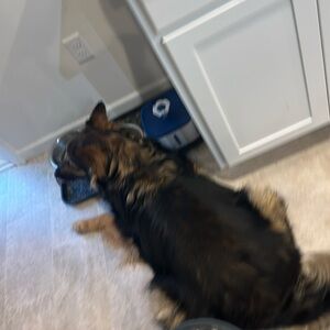 Meet your Posher, Chase